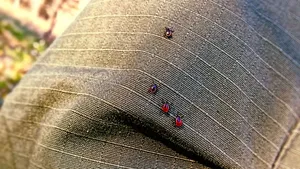 Red Miteson Fabric Wallpaper