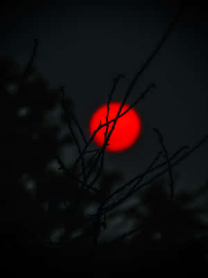 Red Moon Through Branches Wallpaper