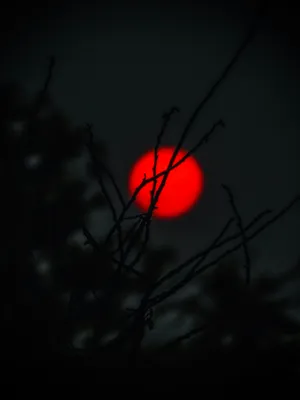 Red Moon Through Branches Wallpaper