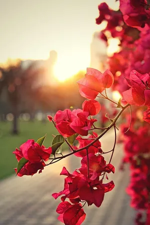 Red Nature Flower Wallpaper