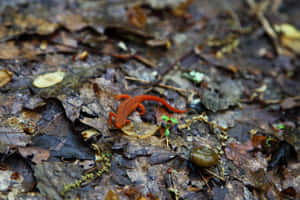 Red Newt Forest Floor.jpg Wallpaper