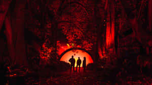 Red Night Light Adelaide Botanic Garden Wallpaper