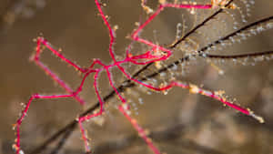 Red Outlined Sea Spider Wallpaper