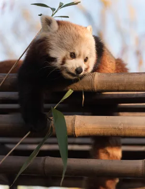 Red Panda Bamboo Logs Wallpaper