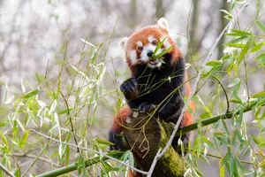 Red Panda Eating Bamboo Wallpaper