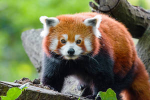 Red Panda On Wood Wallpaper