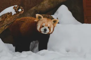 Red Panda With White Snow Wallpaper