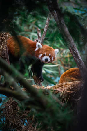 Red Pandain Habitat Wallpaper