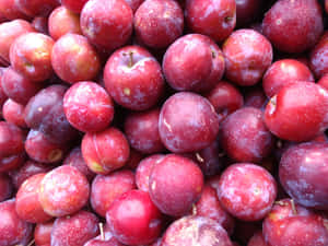 Red Plum At Its Juiciest Wallpaper