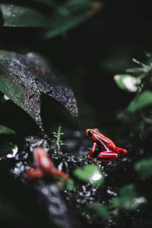 Red Poison Dart Frogin Habitat.jpg Wallpaper