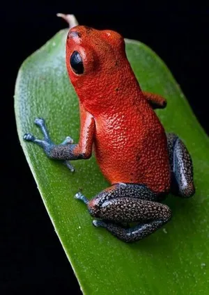 Red Poison Frogon Green Leaf Wallpaper