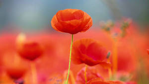 Red Poppy Flowers Wallpaper