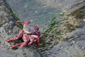 Red Rock Crab On Coastal Rock Wallpaper