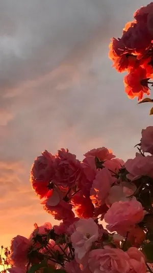 Red Rose Aesthetic During Sunset Wallpaper