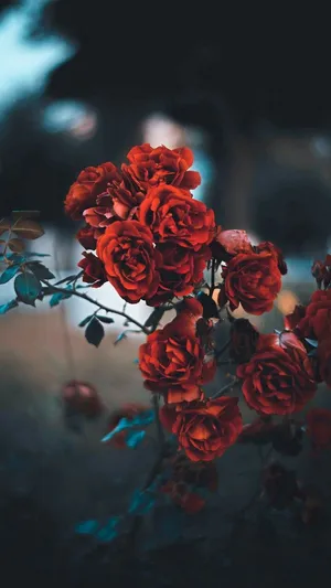 Red Rose Aesthetic Showcasing Beauty And Passion Wallpaper