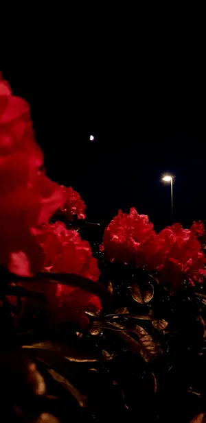 Red Rose As Symbol Of Beauty And Love Wallpaper