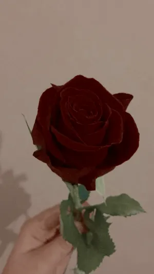Red Rose Beauty Wallpaper