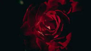 Red Rose Dark Background4 K Wallpaper