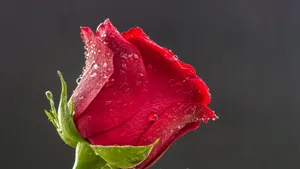 Red Rose Dew Drops4 K Wallpaper