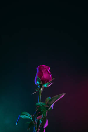 Red Rose Flower Oled Iphone Wallpaper