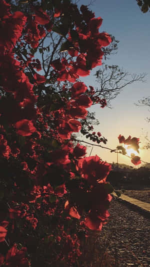 Red Rose Plant Floral Aesthetic Iphone Wallpaper