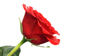 Red Rose White Background Wallpaper