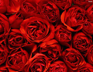 Red Roses Are In The Background Wallpaper