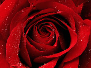 Red Roses Desktop Wallpaper