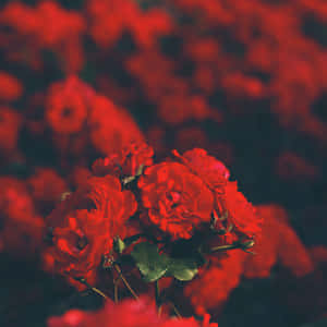 Red Roses In A Field Wallpaper