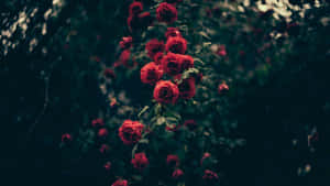 Red Roses In The Dark Wallpaper