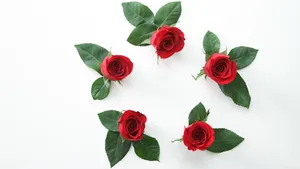 Red Roses White Background4 K Wallpaper