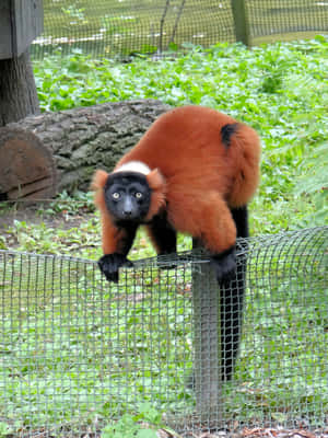 Red Ruffed Lemur Climbing Fence Wallpaper