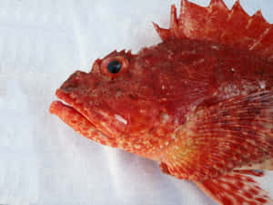 Red Scorpionfish Closeup.jpg Wallpaper