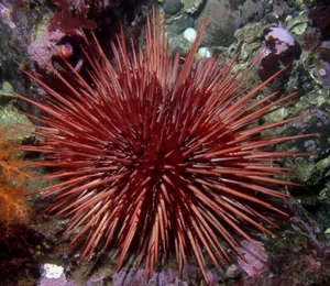 Red Sea Urchin Underwater Wallpaper