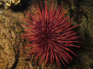 Red Sea Urchin Underwater Wallpaper