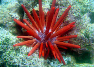 Red Sea Urchin Underwater Wallpaper