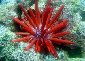 Red Sea Urchin Underwater Wallpaper