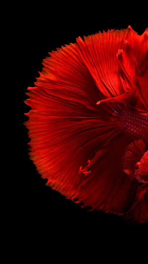 Red Siamese Fighting Fish Dark Background.jpg Wallpaper