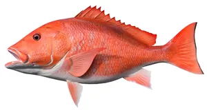 Red Snapper Fish Isolated.jpg Wallpaper