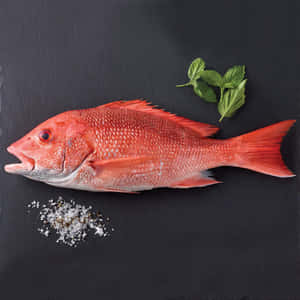 Red Snapper Fishon Dark Surface.jpg Wallpaper