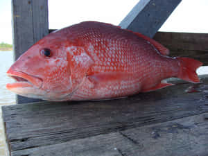 Red Snapperon Dock.jpg Wallpaper