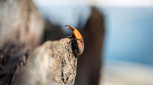 Red Snout Beetleon Tree Bark Wallpaper