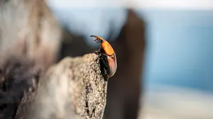 Red Snout Beetleon Tree Bark Wallpaper