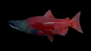 Red Sockeye Salmon Black Background Wallpaper