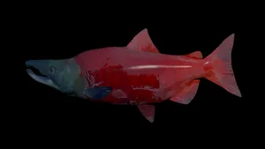 Red Sockeye Salmon Black Background Wallpaper