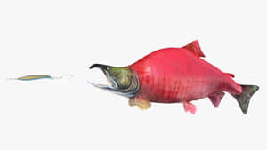 Red Sockeye Salmon Chasing Lure Wallpaper