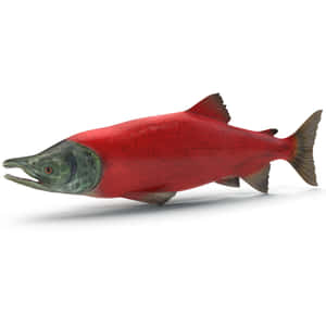 Red Sockeye Salmon3 D Render Wallpaper