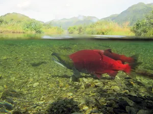 Red Sockeye Salmonin Natural Habitat.jpg Wallpaper