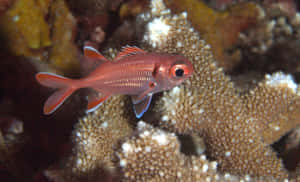 Red Soldierfish Coral Reef Wallpaper