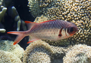 Red Soldierfish Coral Reef Wallpaper